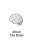About The Brain